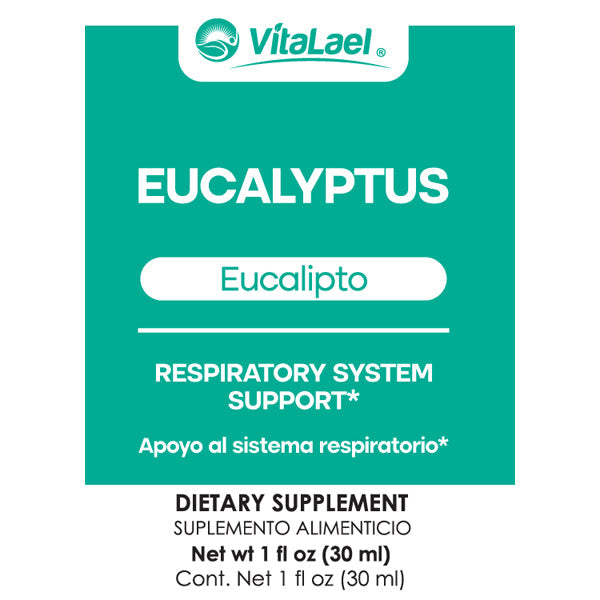 Eucalyptus - Eucalipto